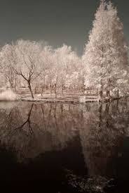 We hope you enjoy these awesome black and white tree background images :) Download Landscape Wallpaper Black And White Trees Cellularnews
