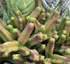 Image result for Crassula alsinoides