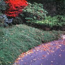 Image result for Cotoneaster