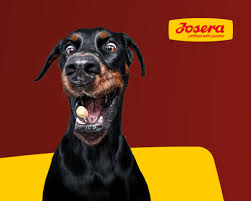 Doch nicht alle rassen sind für ältere menschen und renter geeignet. Der Josera Hunderassentest Welcher Hund Passt Zu Mir