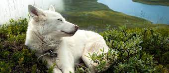White Swiss Shepherd Dog Club Of The Western Cape Home Facebook