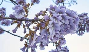 Check spelling or type a new query. 11 Types Of Trees With Purple Flowers Crate And Basket