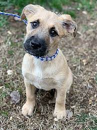 Maybe you would like to learn more about one of these? Bridgeport Ct Terrier Unknown Type Medium Meet Jovie A Pet For Adoption
