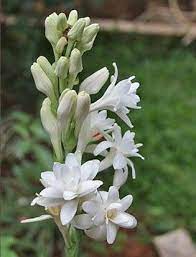 Nishigandha Beautiful Flowers Garden Scent Garden Love Flowers