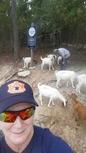 Goats at the farm