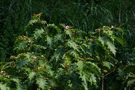 Image result for Solanum chrysotrichum