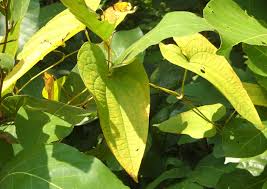 Image result for Dioscorea praehensilis
