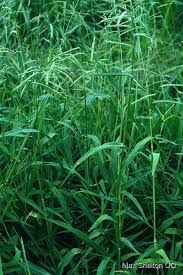 Image result for Urochloa villosa