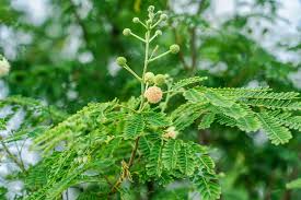 Image result for Leucaena leucocephala
