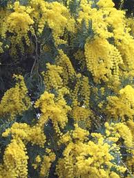 Image result for Acacia decurrens