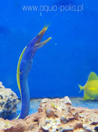 Rhinomuraena Quaesita Blue Ribbon Eel Aquarium Fish Fish Pet Blue Bird