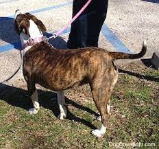 A blue brindle and white pit bull terrier mixed breed dog listening with a head tilt. American Pitbull Terrier Dog Breed Pictures 7