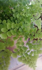 Image result for Adiantum capillus-veneris