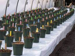 It is the first time that i have used such a product and i have a rather novice question as a result. Capillary Mats Are Back Greenhouse Grower