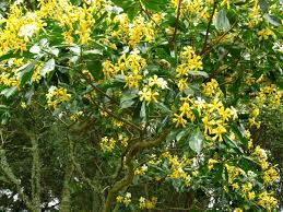 Maybe you would like to learn more about one of these? Trees For The Bay Area That Your Clients Love Pacific Nurseries