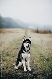  13 Ide Malmute Alaskan Siberian Huskies Anjing Husky Siberian Husky