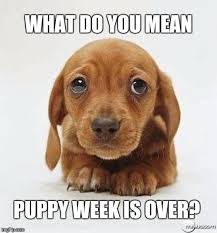 More images for sad puppy eyes gif » Sad Puppy Eyes Memes Gifs Imgflip