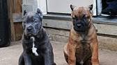 Some puppies will learn this quickly, while others will struggle with it for a while. How To Ship A Puppy By Airplane United Airlines Petsafe Shipment Youtube