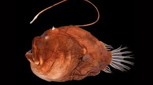 You've came a long way! —wild world. The Horrors Of Anglerfish Mating Mental Floss