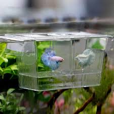 Consideration when breeding betta fish. Aquariums Fish Bowls Betta Bowl Fish Breeding Box Fish Tank Hatching Incubator Isolation Box With Divider And Artificial Plants For Baby Fish Guppy Tfwadmx Aquarium Kit Pet Supplies Medresa Edu Rs