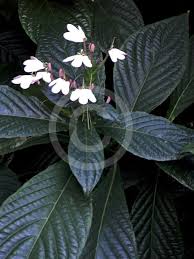 Image result for Rhinacanthus zambesiacus