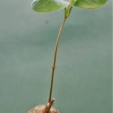 Image result for Raphionacme globosa