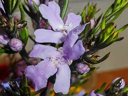 Westringia eremicola | Australian Plants Society