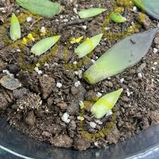 Image result for Crassula maputensis