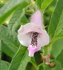 Image result for Sesamum