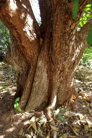 Image result for Sterculia tragacantha