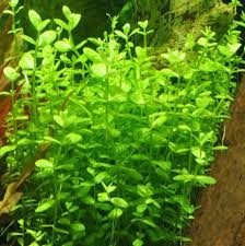 Berikut ini tanaman aquascape yang mudah ditanam untuk pemula dan mudah perawatannya. Jenis Tanaman Aquascape Tanpa Co2 Mudah Perawatannya Faunadanflora Com