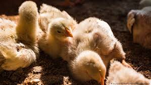 Metal kitchen signs ukrainian city chicken. Germany To Ban Chick Shredding From 2022 In Global First News Dw 20 01 2021