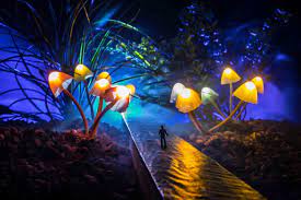 How Long Do Shrooms Last Magic Mushroom Guide For Beginners