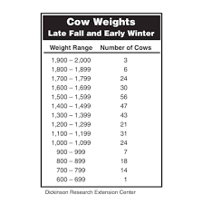 If you look at the kilograms of milk solids produced per kilogram of body weight in 305 days, the 450 kg jersey comes in at 1.23 solids/kg, while the 700 kg cow would produce 0.97 solids/kg. How Much Does A Cow Weigh Beef Dairy Calf With Charts