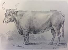 Beefalo, a cross of an american bison and a domestic cow. Freemartin Wikipedia