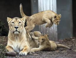 Resultado de imagen de imagenes de Leones