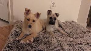 The following sections describe the regulations that pertain to certain types of animals. Boulder Co German Shepherd Dog Meet Gsd Puppies A Pet For Adoption