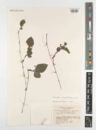 Image result for Polyspatha paniculata