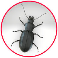 If a queen dies, a worker can take over 22 Common Household Pests Bugs Insects