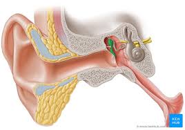 Yes, the incus, malleus and stapes are connected by articular cartilage (joints) and small ligaments that hold them in place. Ossicles Anatomy And Functions Kenhub