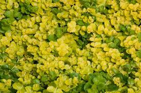 Check spelling or type a new query. Creeping Jenny Our Plants Kaw Valley Greenhouses