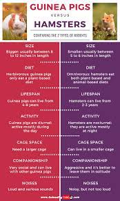 Pin On Guinea Pigs Behavior