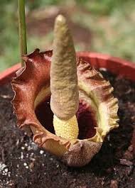 Image result for Amorphophallus abyssinicus