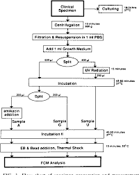 Figure 1 From Rapid Flow Cytometric Bacterial Detection And