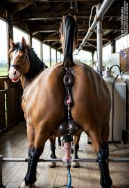 Cloppermania ಮೇಲೆ X: next on @Cloppermania : Feral Futa Horse with BDSM  and Penis milking nsfw Cloppermania Porn r34 sex rule34 Furryporn  sexyfurry furryart furries yiff Interspecies yiffing feral  feralyiff feralnsfw feralporn 