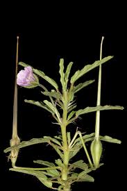 Image result for Monsonia angustifolia