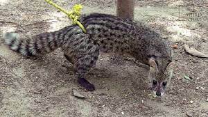 African civet cats' world is dominated by their sense of smell, and when an old friend visits them, they jostle for position on his. Interesting Facts About Civet Cat By Weird Square Youtube