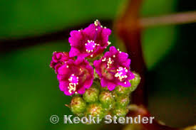 Image result for Boerhavia coccinea