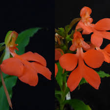 Image result for Habenaria humilior