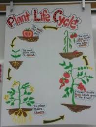Plant Life Cycle Anchor Chart Tomato Plant Life Cycles